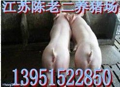 广元仔猪市场_农副产品_世界工厂网